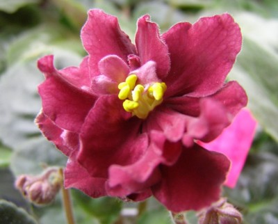 ЕК-Красный Бархат