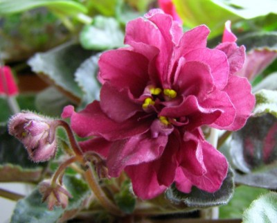 ЕК-Вишневая Метель