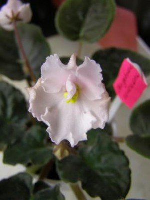 Свадебные Колокола (Низкоус)