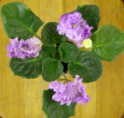 Centennial Thunder sp