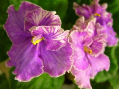 Эхо Карнавала