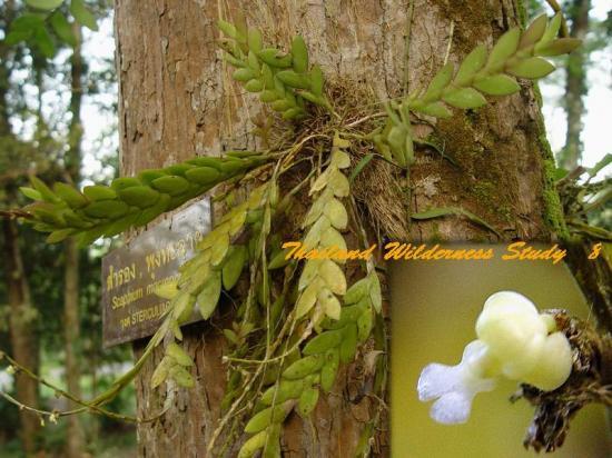 Dendrobium aloifolium.jpg