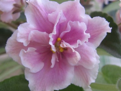 Сначала такой нежный