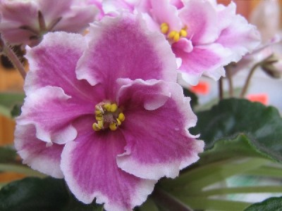 Это основной цвет