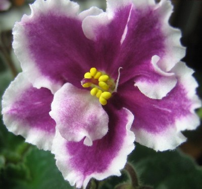 Такими стали под конец цветения несколько соцветий