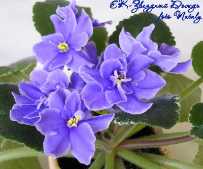 ЕК_Звездный Дождь