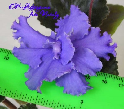 ЕК-Афродита