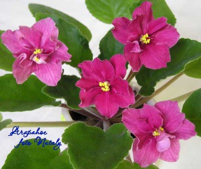 Цветы осветляются