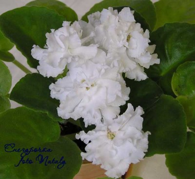 Снегурочка