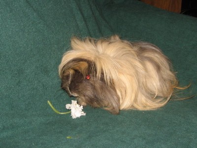 Свинка Пэпа