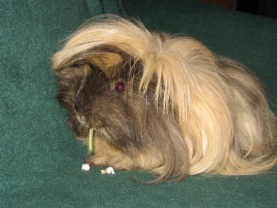 Точнее свин