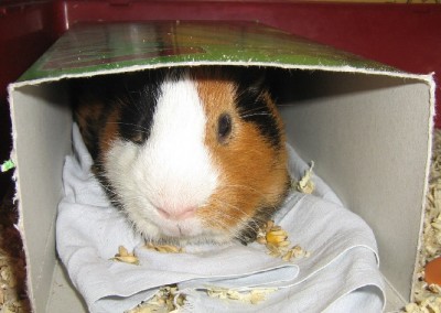 Похолодало однако. Пора нору утеплять.