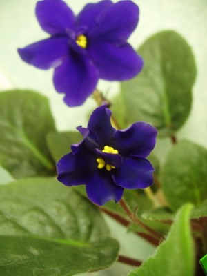 Африканская Ночь