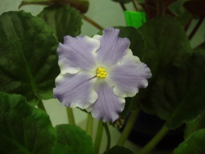 Lyon’s Lavender Magic