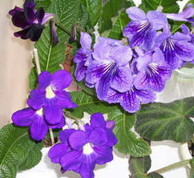 streps - 2006 04 02.jpg