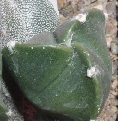 Мириостигма ф. нудум трехреберный