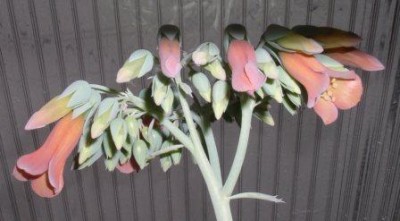 Каланхое тубифлора цветет