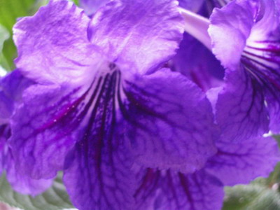 streps - King - 2006 04 02.jpg