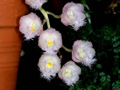 может у кого нибуть есть ??