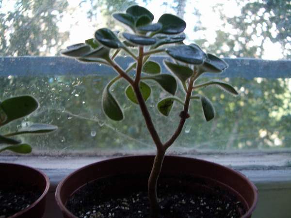 aichryson 2005 07 11.JPG