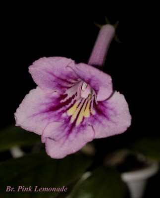BrPinkLemonade.jpg