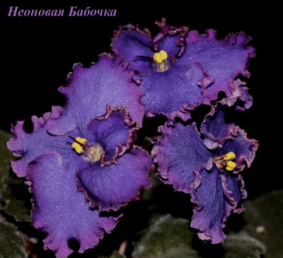 NeonovayaBabochka1.jpg