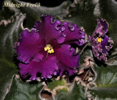 MidnightFrolik.jpg