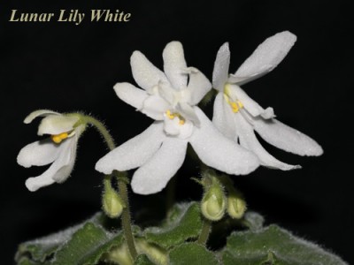 LunarLilyWhite.jpg
