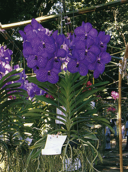 Vanda.gif