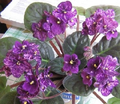 Первое цветение!