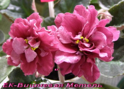 -Вишневая Метель.jpg