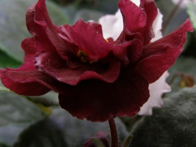 -Красный Бархат(профиль).jpg