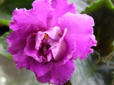 -Материнская Любовь.jpg