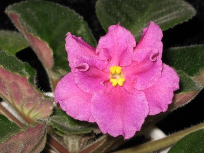 ЕК- Материнская Любовь