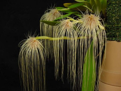 Cirrhopetalum meduse.jpg