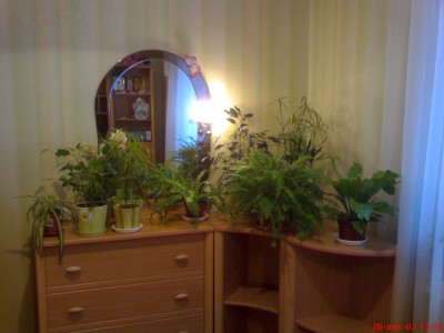 Некоторые вазончики