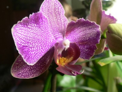 Крупным планом