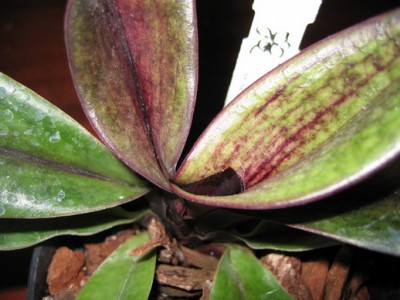 PAPHIOPEDILUM RUBY LEOPARD VINI X CHARLESWORTHII