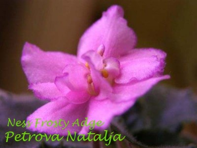 Ness Frosty Adge copy.jpg