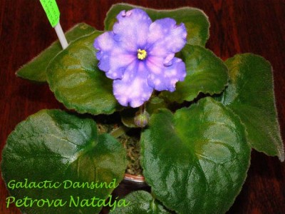 Galactic Dansing.jpg