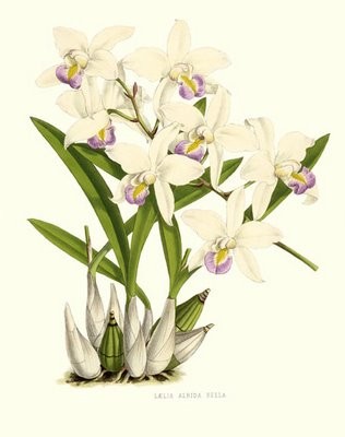 laelia_albida2_botanical.jpg