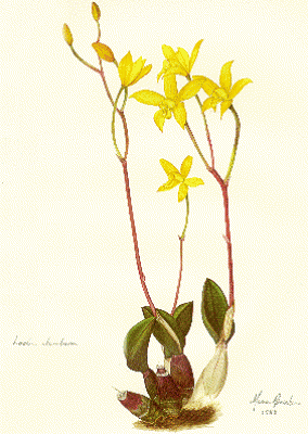 Aquarela_Laelia_itambana_01.gif