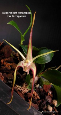 Dend%20tetragonum%20var%20Tetragonum22.jpg