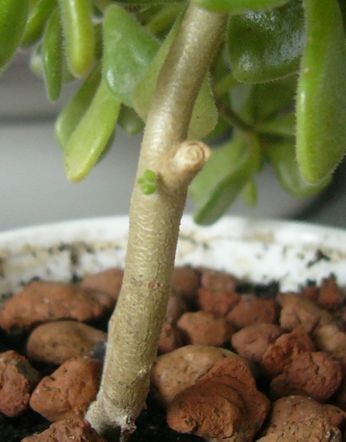 новый росток :)