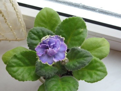 ЕК- Небесная Лазурь