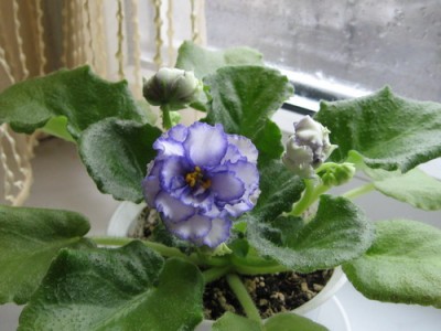 ЕК- Россияночка