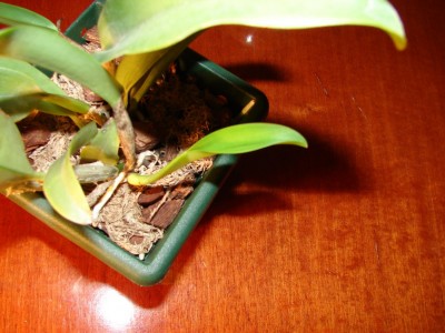 так раскрылся листик