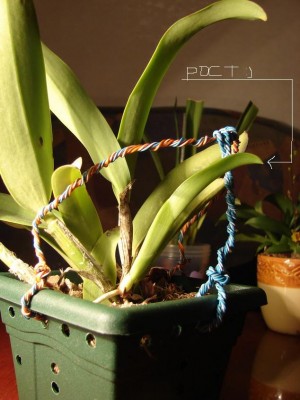 вот такой мелкий ростик вырос по сравнению со своими старшими братьями(