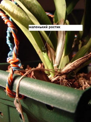 маленький ростик