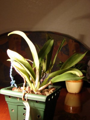 общий вид растюхи